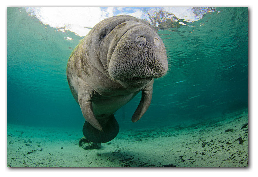 Ready2hangart Christopher Doherty Photography 'Manatee' Canvas Wall Art