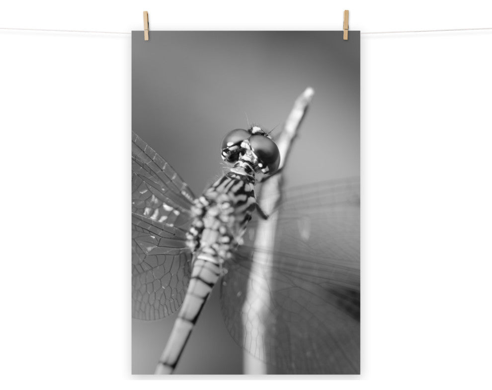 Dragonfly at Bombay Hook Black and White Unframed Wall Art Print, 12" X 18"