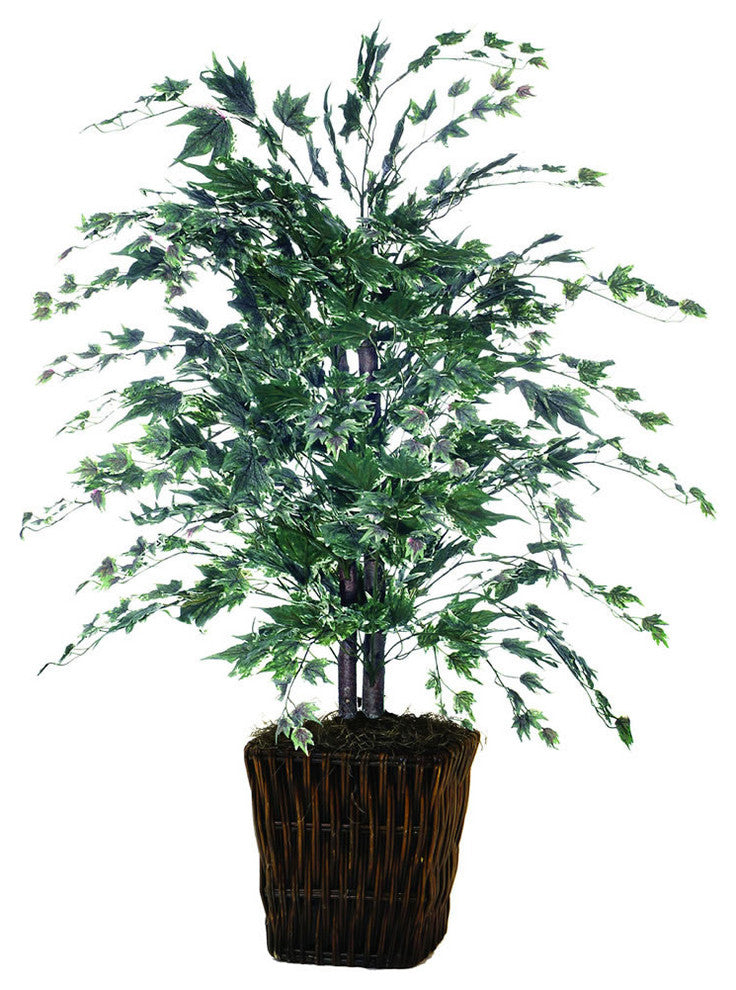 4' Silver Maple Bush