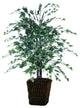 4' Silver Maple Bush