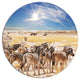 Beautiful Herd Of Zebra On Bright Day, African Round Metal Artwork, 23"
