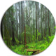Hoh Rain Forest, Landscape Photography Round Wall Art, 11"