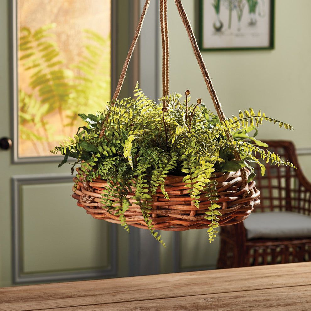 Boston Fern Rustic Drop-In, 12"