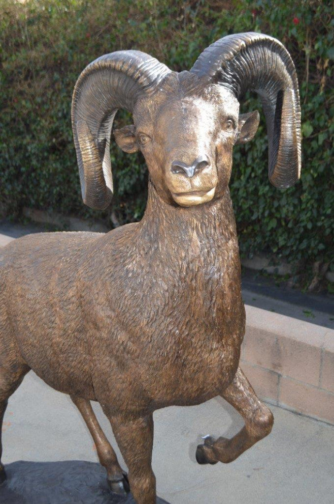 Big horn sheep giant bronze statue -  Size: 45"L x 22"W x 61"H.