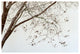 DC CHERRY BLOSSOMS, 16x24