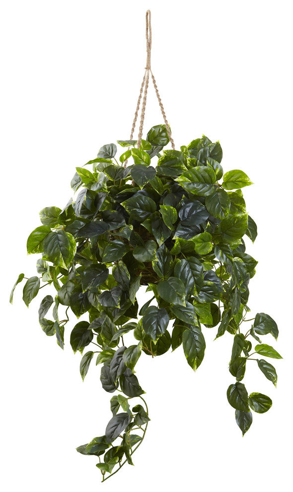 Pothos Hanging Basket UV Resistant, Indoor/Outdoor, Green
