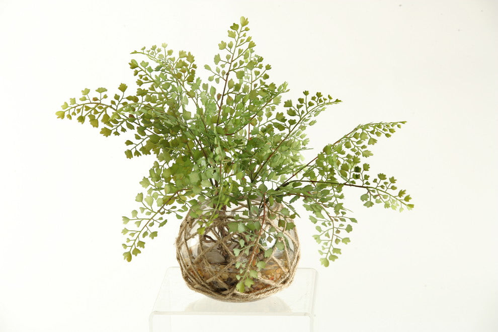 Flat Iron Fern in Glass Bowl With Seagrass Netting