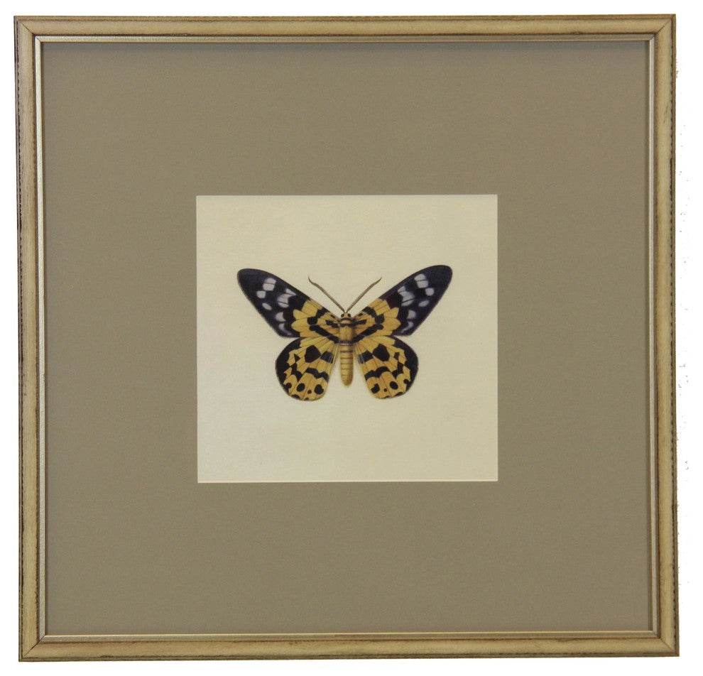 Matted Single Butterfly Print