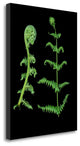 "Floral Color - 23" By Alan Blaustein, Giclee Print on Gallery Wrap Canvas