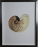 Shell Print, Silver Shadowbox