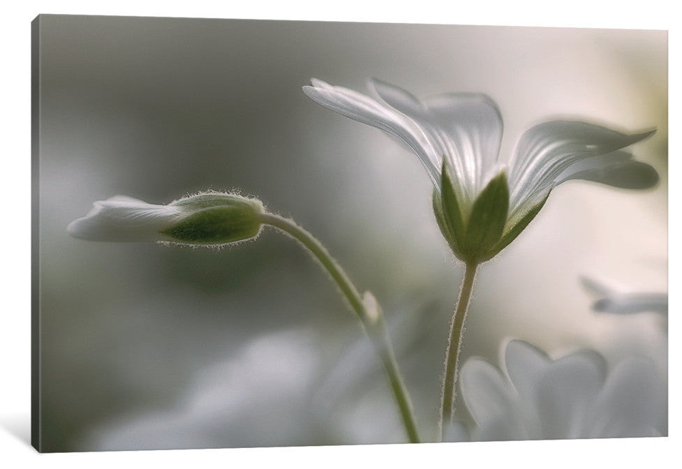 "Translucent" by Bjorn Emanuelson, 26x18x1.5
