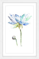 "Lotus" Framed Print by Rachel Byler
