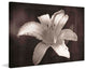 "Fully Exposed" Painting Print on Canvas by Robertson