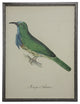Green And Blue Merops Athertoni, Silver and Black Shadowbox