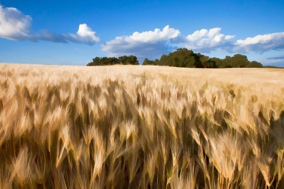 Wheat Field, Art, Canvas Giclee, 12" X 8"