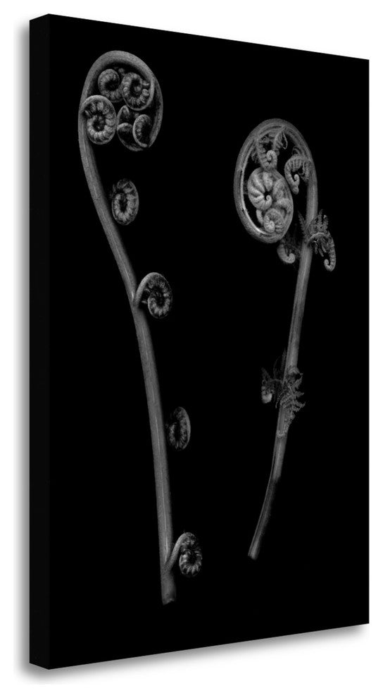 "Floral B - W - 22" By Alan Blaustein, Giclee Print on Gallery Wrap Canvas