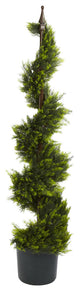 4' Cypress Spirial Silk Tree