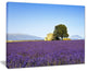 "Lavender Flowers Blooming Field" Landscape Wall Art Print, 40"x30"