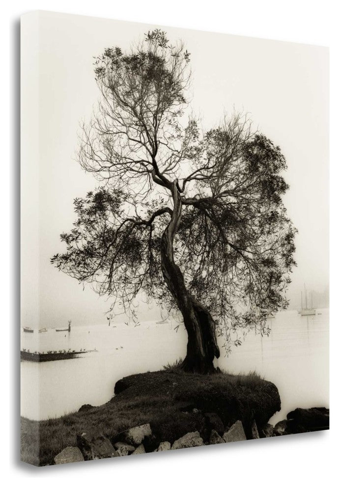 "Coast Oak Tree" By Alan Blaustein, Giclee Print on Gallery Wrap Canvas