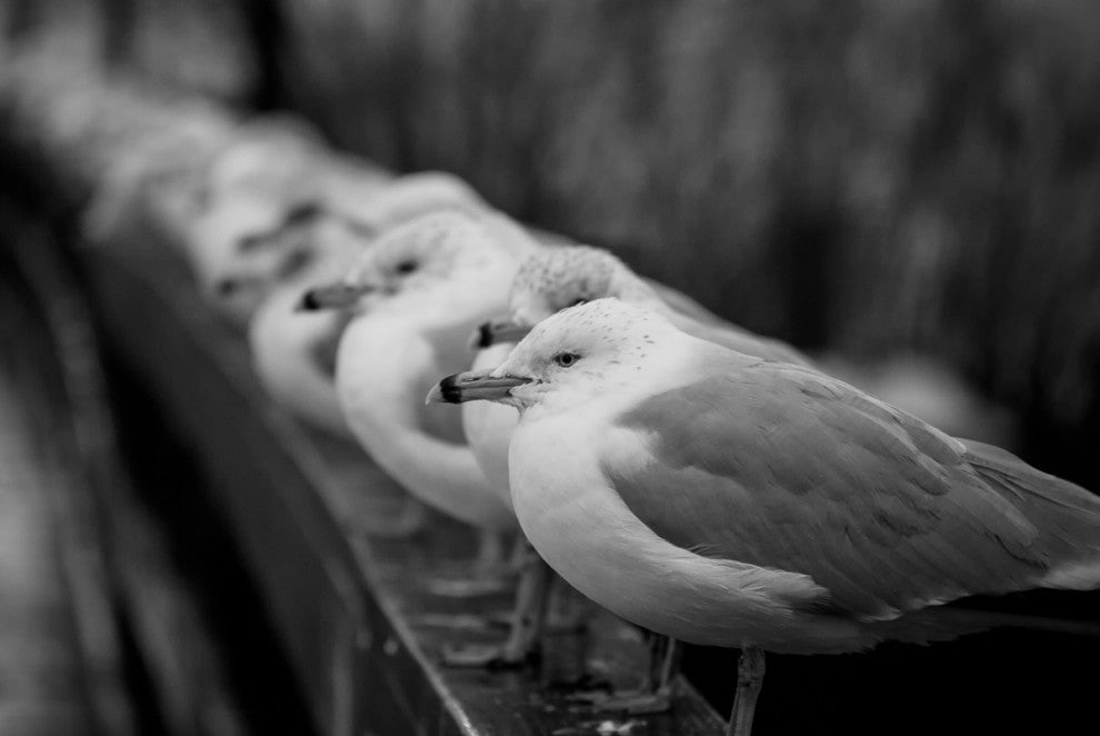 Gull King Black & White (Coastal Birds) Wildlife Photo Unframed Wall Art Print, 8" X 10"
