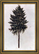 Albrecht Durer Pine Framed Premium Canvas Print, 16"x24"