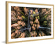 "Walkway Through Trees" Framed Print by Karolis Janulis