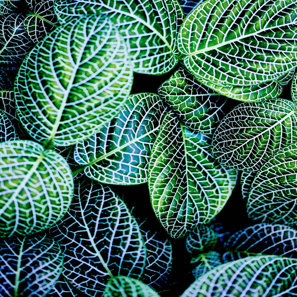 "Leaf VIII" CF Print, 20"x20"