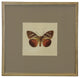 Matted Single Butterfly Print