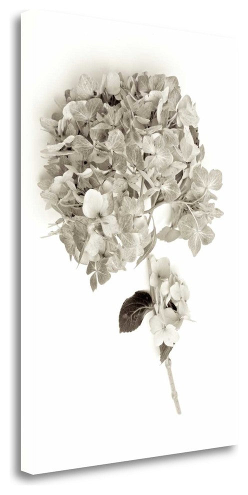 "Garden Bloom - 10" By Alan Blaustein, Giclee Print on Gallery Wrap Canvas