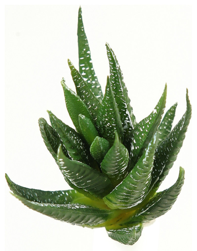 Green Succulents, Set of 12, 5"