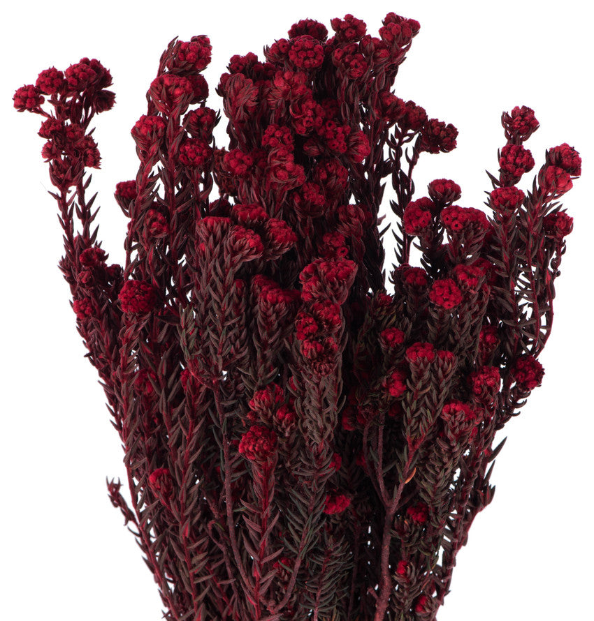 Vickerman 16-22" Red Cotton Phylica Flower, 4-5 oz Bundle, Preserved