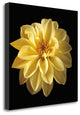 "Four Keeps IV" By Assaf Frank,Ready to Hang Giclee Print on Gallery Wrap Canvas
