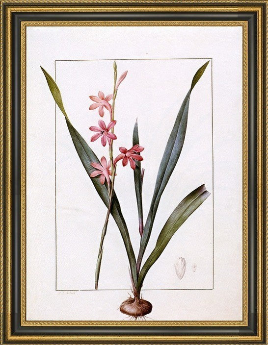 PierreJoseph Redoute Gladiolus Merianus Framed Premium Canvas Print, 21"x28"