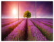 Purple Sky over Stunning Lavender Field, Floral Canvas Print, 36x28, 3 Panels
