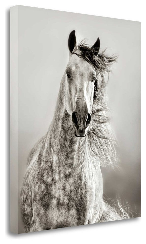 "Caballo De Andaluz" By Lisa Dearing, Giclee Print on Gallery Wrap Canvas