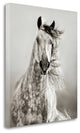 "Caballo De Andaluz" By Lisa Dearing, Giclee Print on Gallery Wrap Canvas