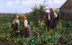 John J Hammer Tending The Garden Premium Canvas Print