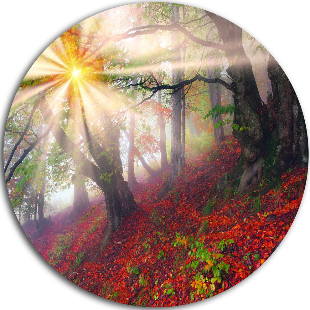 Sun In Forest After Heavy Storm, Landscape Disc Metal Wall Art, 38"