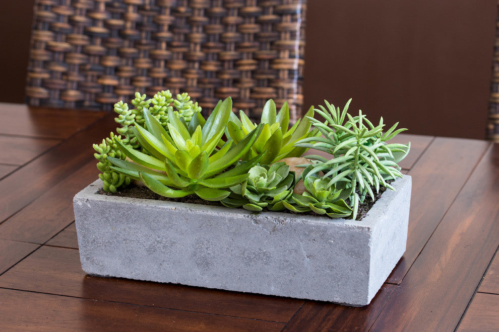 Succulent Garden With Concrete Planter, Green