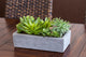 Succulent Garden With Concrete Planter, Green