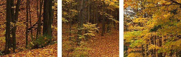 "Fall Road Emery Park NY" Canvas Art, 36"x12"x1.25"