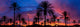 San Clemente Palms, Pano,  Canvas Giclee, 24"x8"