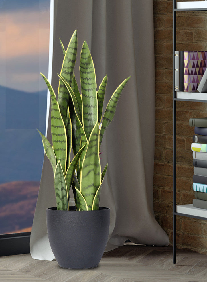 Serene Spaces Living Sansevieria Trifasciata Snake Plant, 27"