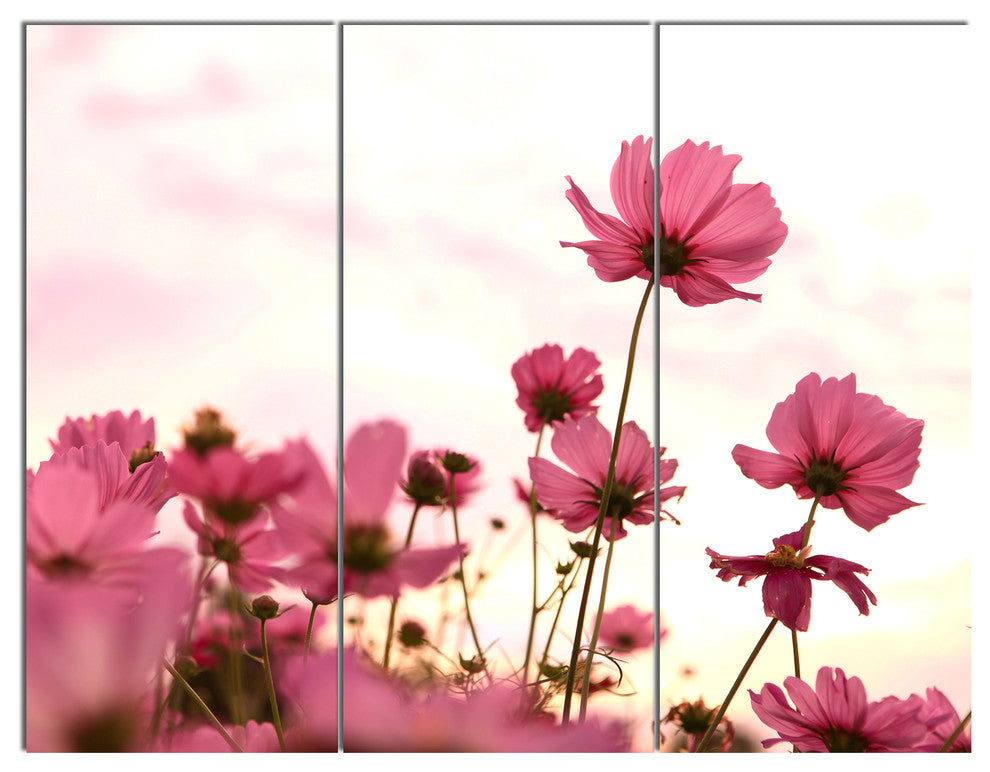 Cosmos Flowers Meadow At Sunset, Floral Triptych Canvas Print, 36x28, 3 Panels