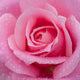 Rose Blossom, Canvas Giclee, 12"x12"