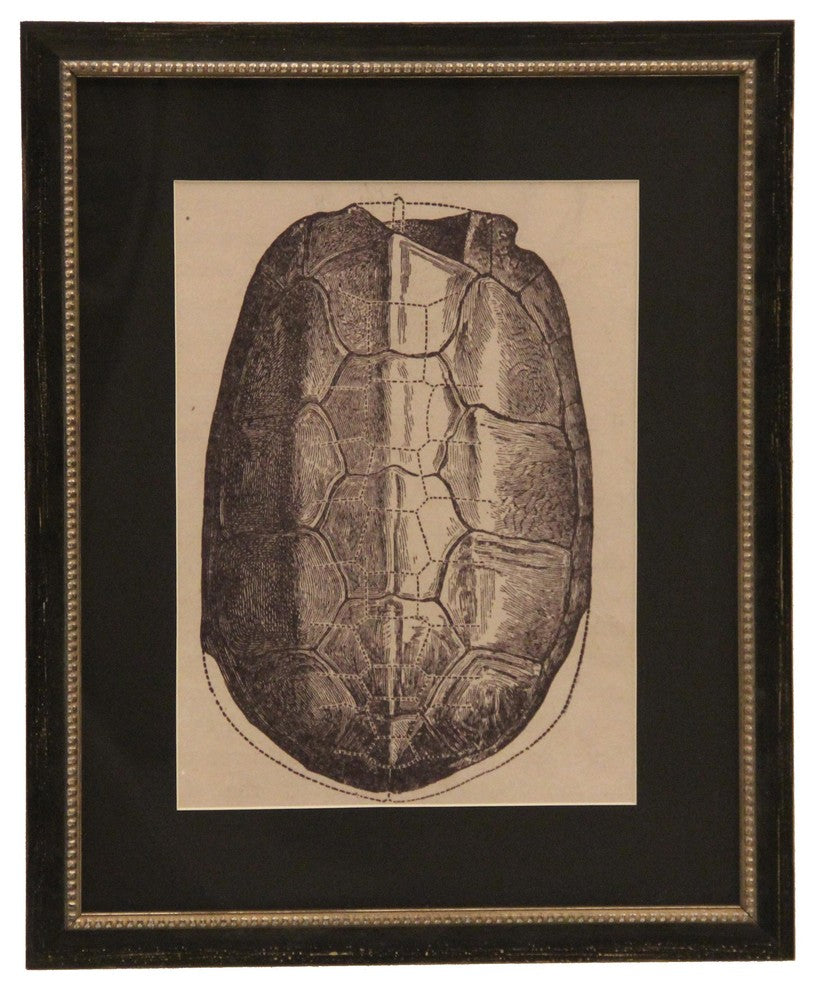 Black Matted Turtle Shell, Black Frame With Copper Bead