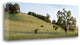 "Oak Tree Pano - 91" By Alan Blaustein, Giclee Print on Gallery Wrap Canvas