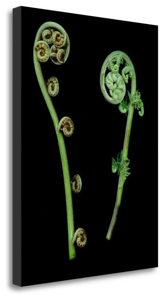 "Floral Color - 22" By Alan Blaustein, Giclee Print on Gallery Wrap Canvas
