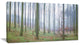 "Autumn Tree Trunks Panorama" Oversized Forest Canvas Artwork, 40"x20"