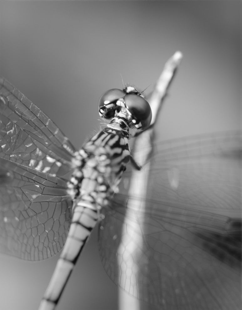 Dragonfly at Bombay Hook Black and White Unframed Wall Art Print, 12" X 18"